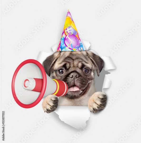 Obraz Funny Pug puppy wearing party cap looks through a hole in white paper and barking into a megaphone