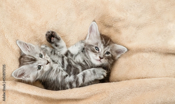 Obraz Two cute playful Maine coon kittens lying under warm blanket on a bed at home. Top down view
