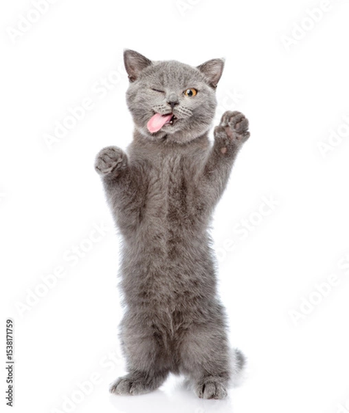Obraz Winking cat licking lips standing on hind legs and looking at camera. Isolated on white background
