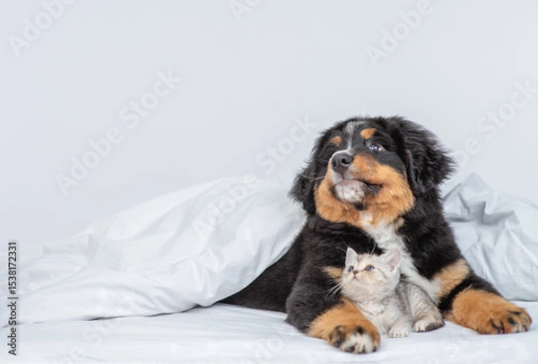 Obraz Young bernese mountain dog puppy hugs tiny kitten under warm blanket on a bed at home. Pets look up and away together on empty space. Free space for text