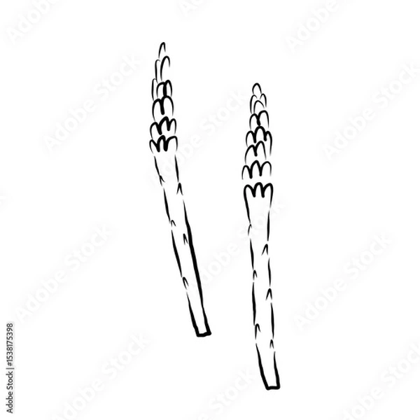 Obraz Asparagus plant sketch in ink on isolated background. Logo Sparrow Grasscuttings, herb food ingredient, Grass. Feathery foliage, edible shoots vector illustration. For design, sign, label, card, print