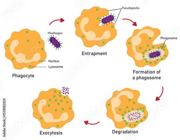 Fototapeta Phagocytosis is a crucial process by which specialized immune cells, such as macrophages and neutrophils, engulf and destroy harmful pathogens to protect the body from infection.