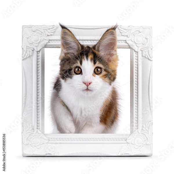 Obraz Adorable tortie Maine Coon cat kitten, stepping through picture frame. Looking towards camera. Isolated on a white background.
