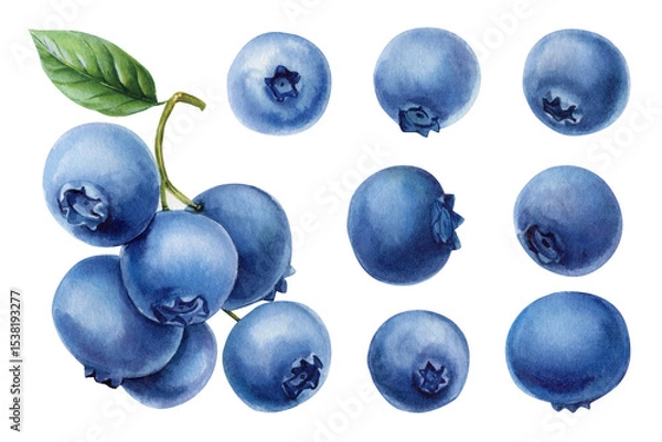 Obraz Watercolor Blueberry Set with Branch and Berries Botanical Summer Fruit Clipart for Recipes Packaging Labels and Kitchen Decor
