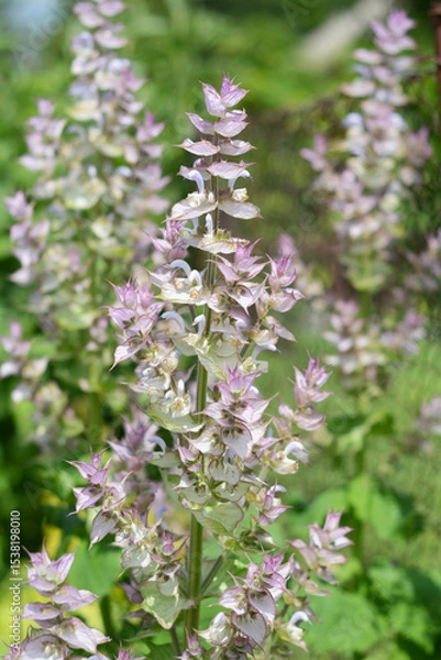 Fototapeta Salvia sclarea, commonly known as clary sage. Sage Clary - Salvia sclarea is also called Perennial Clary is a striking plant with colourful bracts and tall, lavender and white flowers.