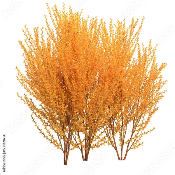 Obraz forsythia shrub isolated on white background - 3D Illustration