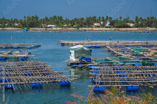Fototapeta Shrimp and fish farming farm with fishing cages and nets on water in sea bay in Vietnam in Asia in summer. Aerial top view