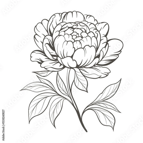 Obraz Elegant Line Art Illustration of a Blooming Peony Flower