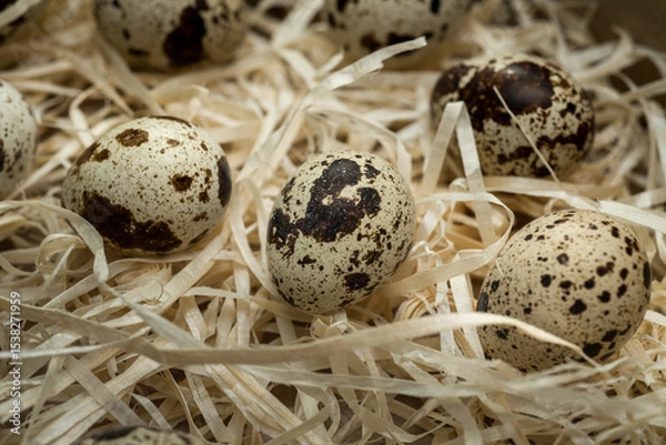 Fototapeta close-up of spotted, quail eggs surrounded by decorative straw