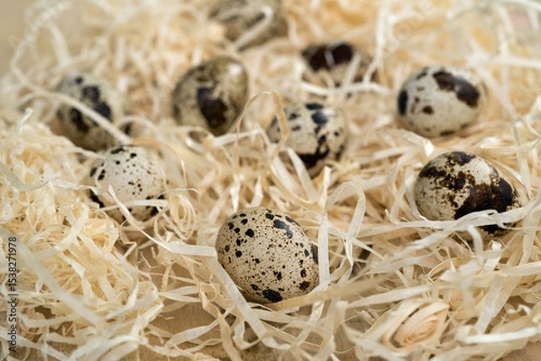 Fototapeta spotted, quail eggs close-up surrounded by decorative straw