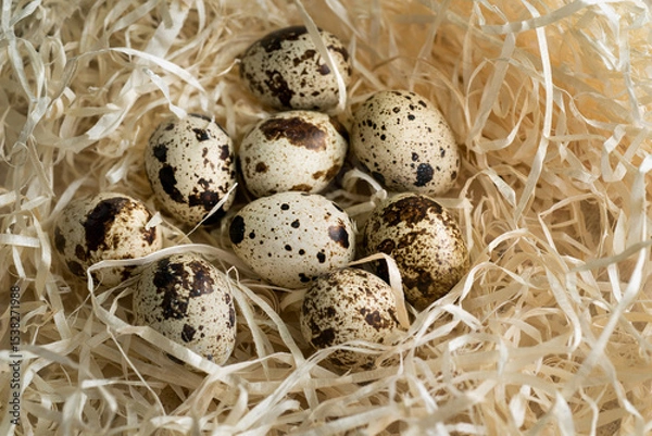 Fototapeta spotted quail eggs surrounded by decorative straw nest, from above