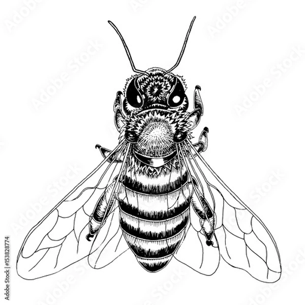 Obraz Hand drawn bee sketch in black and white vector illustration.