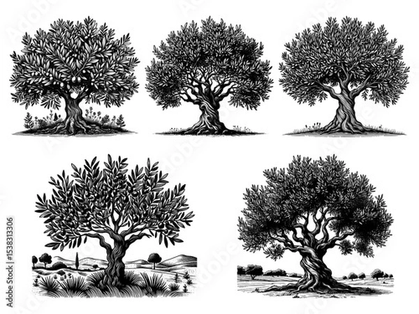 Fototapeta olive tree Set collection bundle sketch engraving generative ai PNG illustration. Scratch board imitation. Black and white image.