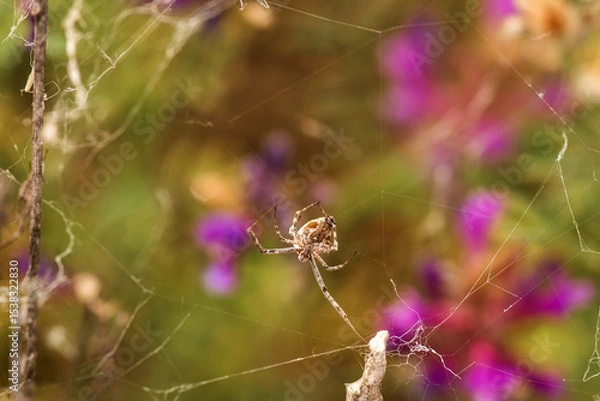 Fototapeta spider on a web