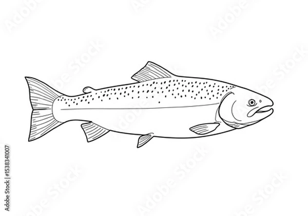 Fototapeta Salmon fish drawing. It is a black and white outline image of a salmon, a migratory fish known for its speckled body and powerful build. Vector sketch line art draw.