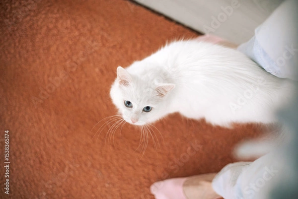 Fototapeta A white cat spins around its owner's feet and looks up. The person's feet are visible in the frame, and there is an orange carpet in the background.