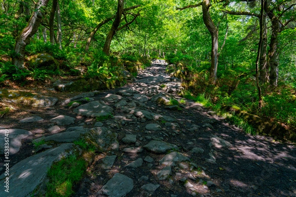 Fototapeta Gritstone rocks and tree roots cover a path through a woodland.