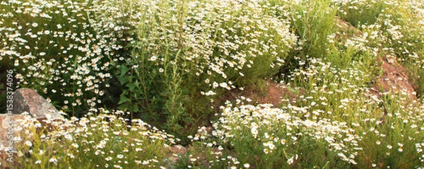 Fototapeta Vibrant field of daisies wildflowers with white blossoms and lush green grass, surrounded by rocky terrain, creating a serene and picturesque natural landscape