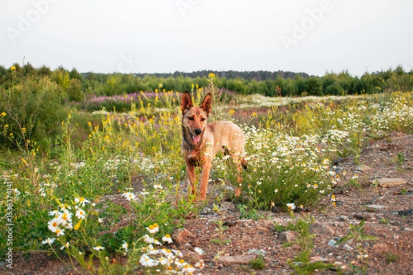 Fototapeta Mixed breed red ginger young dog is standing in a colorful wildflower field, surrounded by daisies and greenery, capturing a joyful moment in a serene natural environment