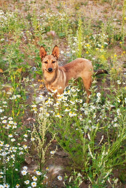 Fototapeta Red dog in a colorful wildflower field, surrounded by lush greenery, displaying a playful attitude and curiosity in a serene outdoor environment
