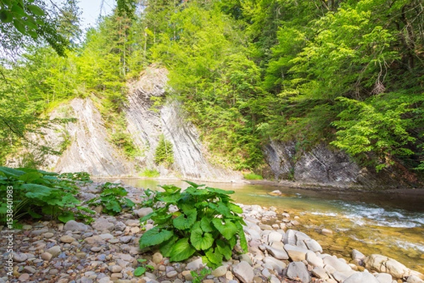 Fototapeta mountain river with stones on the shore. tranquil stream in the valley. scenic landscape with forest on the rocky mountain slope. nature scenery on a sunny summer day. beautiful view