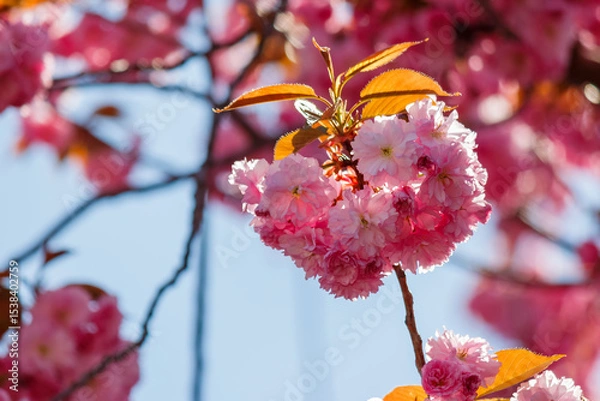 Fototapeta pink cherry blossom in spring. celebrating hanami in uzhhorod. shallow depth of field
