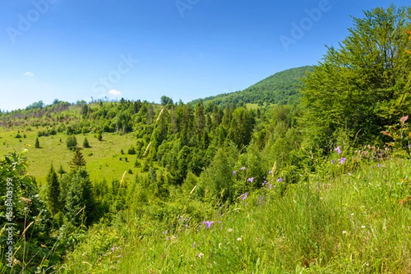 Fototapeta summer landscape with forest on the hill. scenic view of highlands of ukraine. outdoor adventure near watershed ridge of carpathians. scenery on a sunny day under clear blue sky