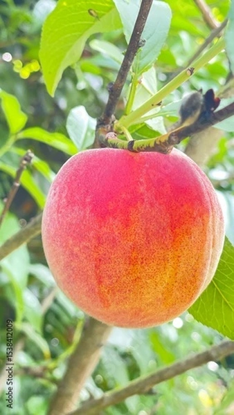 Obraz ripe peaches on tree