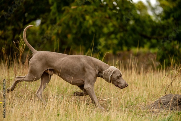 Fototapeta Weimaraner on the hunt. Breeding hunting dogs.