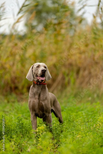 Fototapeta Weimaraner on the hunt. Breeding hunting dogs.