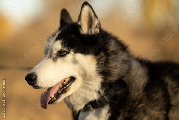 Fototapeta Walking with your favorite husky dogs in the park in autumn. Autumn walk in the park with your dog.