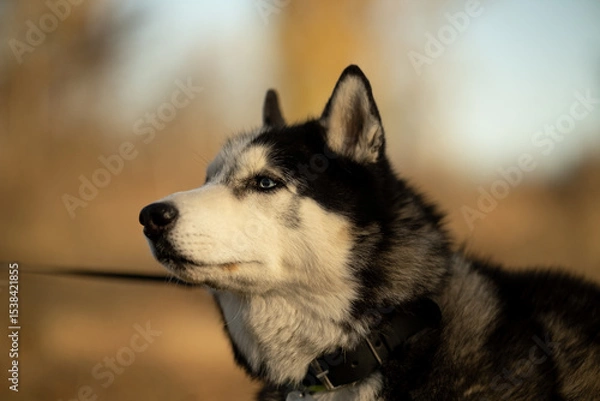 Fototapeta Walking with your favorite husky dogs in the park in autumn. Autumn walk in the park with your dog.