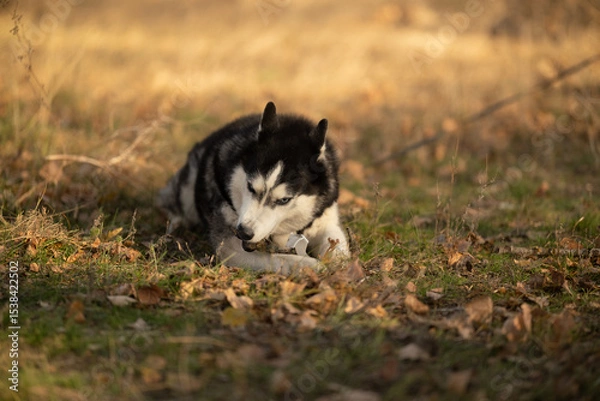 Fototapeta Walking with your favorite husky dogs in the park in autumn. Autumn walk in the park with your dog.