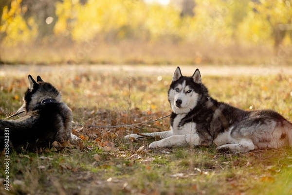 Fototapeta Walking with your favorite husky dogs in the park in autumn. Autumn walk in the park with your dog.