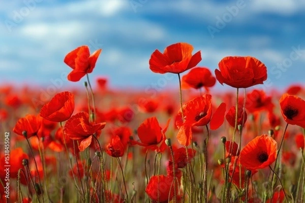 Fototapeta Vibrant red poppies flourishing in sunny fields perfect for nature lovers and floral decoration enthusiasts