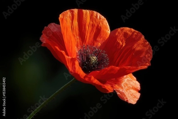 Fototapeta Stunning red poppy blossom illuminated by sunlight - ideal floral capture for nature enthusiasts and botanical photography lovers