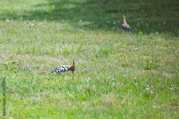 Obraz Hoopoe (Upupa epops), a colorful migratory bird, recognizable by its orange and black crest.