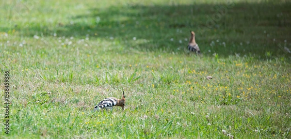 Obraz Hoopoe (Upupa epops), a colorful migratory bird, recognizable by its orange and black crest.