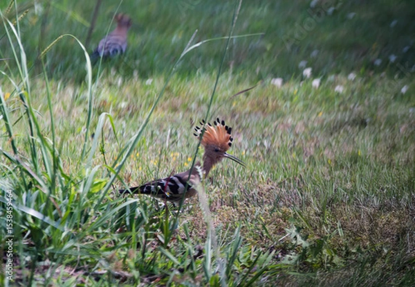 Obraz Hoopoe (Upupa epops), a colorful migratory bird, recognizable by its orange and black crest.