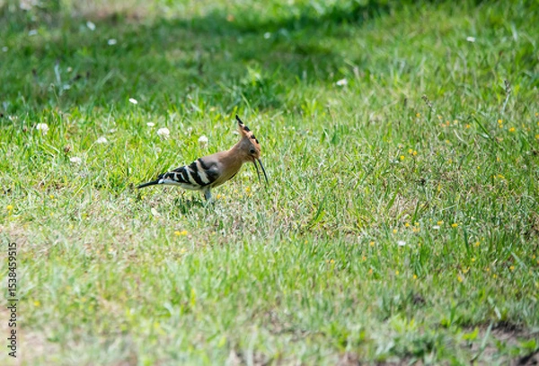 Obraz Hoopoe (Upupa epops), a colorful migratory bird, recognizable by its orange and black crest.