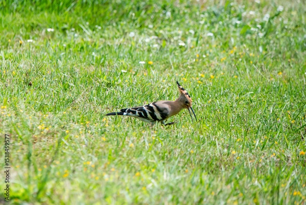 Obraz Hoopoe (Upupa epops), a colorful migratory bird, recognizable by its orange and black crest.