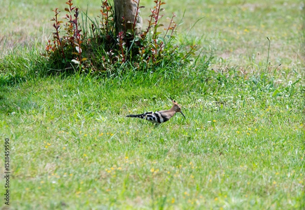 Obraz Hoopoe (Upupa epops), a colorful migratory bird, recognizable by its orange and black crest.