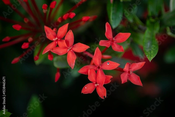 Obraz Red Ixora Flower Close-Up with Green Background