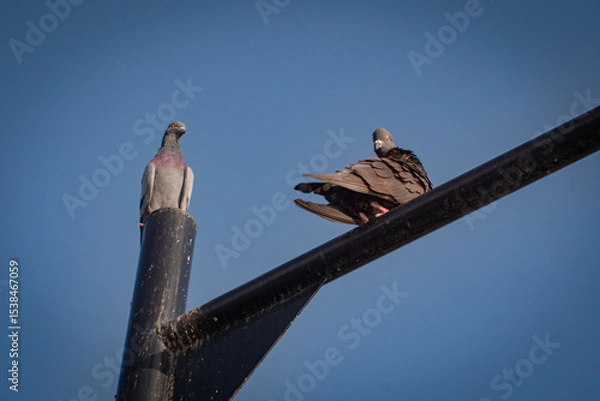 Fototapeta Two Pigeons Perched on Urban Lamp Post Against Clear Sky