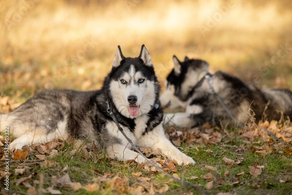 Fototapeta Walking with your favorite husky dogs in the park in autumn. Autumn walk in the park with your dog.