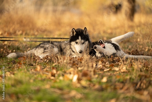 Fototapeta Walking with your favorite husky dogs in the park in autumn. Autumn walk in the park with your dog.