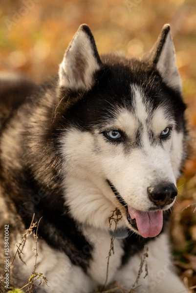 Fototapeta Walking with your favorite husky dogs in the park in autumn. Autumn walk in the park with your dog.
