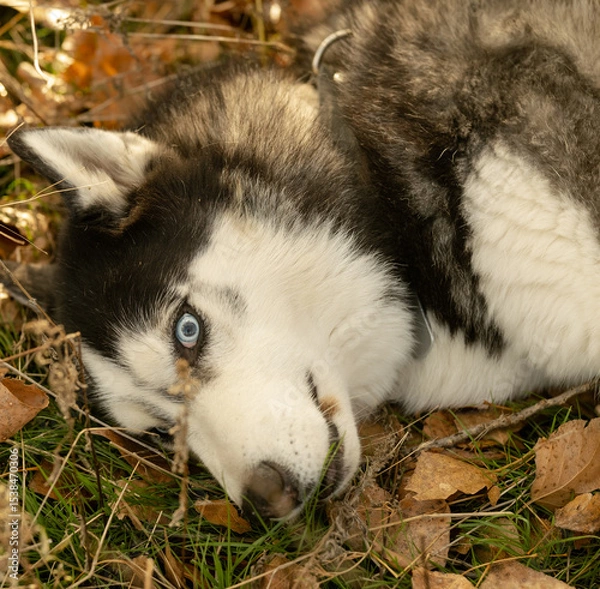 Fototapeta Walking with your favorite husky dogs in the park in autumn. Autumn walk in the park with your dog.