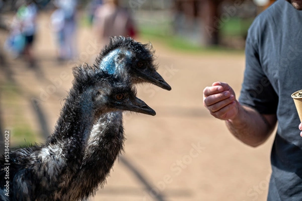 Fototapeta Emus curiously approach a visitor for treats in a sunny outdoor setting