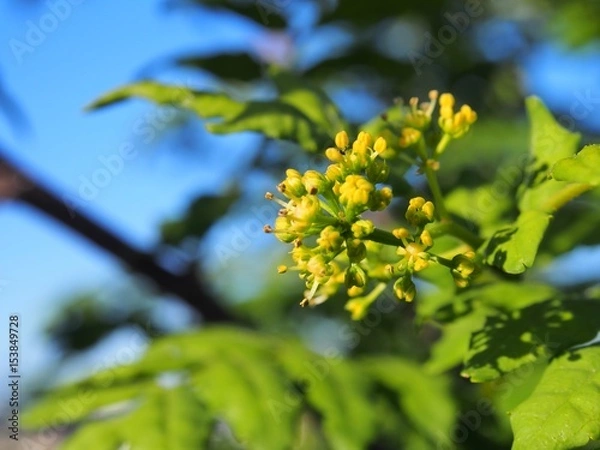 Fototapeta 山椒の花